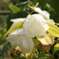 Philadelphus 'Yellow Hill'