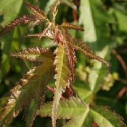 Acer tataricum subsp. ginnala 'Compacta'