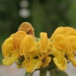 Phlomis fruticosa - Sauge de J�rusalem