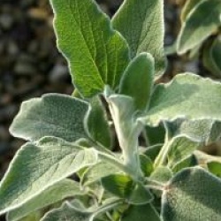 Phlomis fruticosa