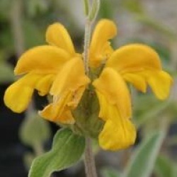 Phlomis Bourgaie