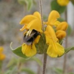 Phlomis fruticosa 'Bourgaie'