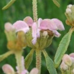 Phlomis italica 