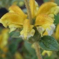 Phlomis lanata