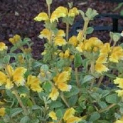 Phlomis lanata