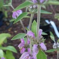 Phlomis purpurea 
