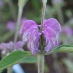 Phlomis purpurea 