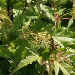 Acer tataricum subsp. ginnala 'Compacta'