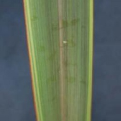 Phormium 'Alison Blackman �'