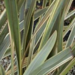 Phormium 'Alison Blackman �'