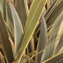 Phormium 'Alison Blackman �'