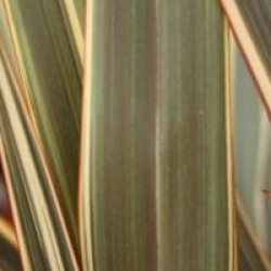 Phormium 'Alison Blackman �'