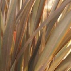 Lin de Nouvelle-Z�lande Dark Delight