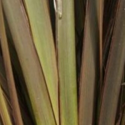 Phormium 'Dark Delight'