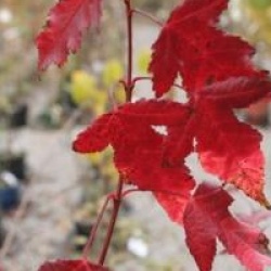 Acer tataricum subsp. ginnala 'Compacta'