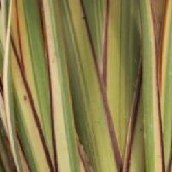 Phormium 'Golden Ray'