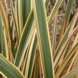 Phormium 'Golden Ray'