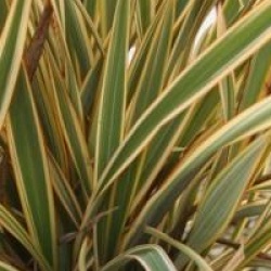Phormium 'Golden Ray'