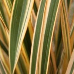 Phormium 'Golden Ray'
