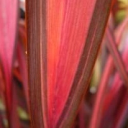 Phormium 'Maori Chief'