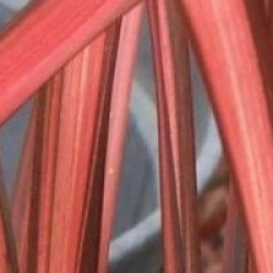 Phormium 'Maori Maiden' - Lin de Nouvelle-Z�lande Maori Maiden