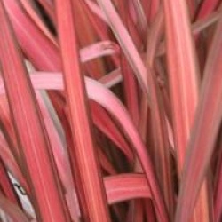Phormium 'Margaret Jones �'  - Lin de Nouvelle-Z�lande Margaret Jones �