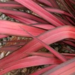 Phormium 'Margaret Jones �' 