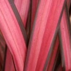 Phormium 'Margaret Jones �' 