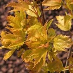 Acer tataricum subsp. ginnala 'Compacta'