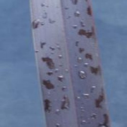 Phormium 'Platts Black' - Lin de Nouvelle-Z�lande Platts Black