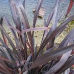 Phormium 'Platts Black'