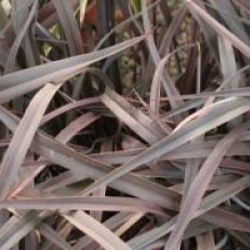 Phormium 'Platts Black'