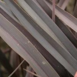 Phormium 'Platts Black'