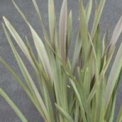 Phormium tenax 'Co-ordination'