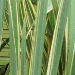 Lin de Nouvelle-Z�lande panach�