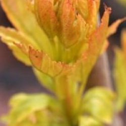 Acer tataricum subsp. ginnala 'Compacta'