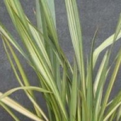 Phormium 'Apricot Queen' - Lin de Nouvelle-Z�lande Apricot Queen