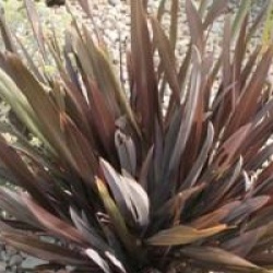 Phormium 'Atropurpureum Rotondifolia' - Lin de Nouvelle-Z�lande pourpre