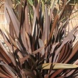 Phormium 'Atropurpureum Rotondifolia'