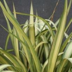 Phormium cookianum subsp. hookeri 'Cream Delight'