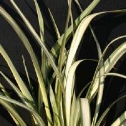 Phormium cookianum subsp. hookeri 'Cream Delight'