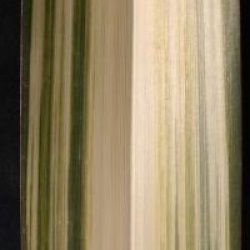 Phormium cookianum subsp. hookeri 'Cream Delight'