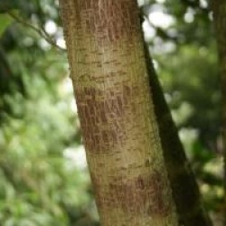 Broussonetia papyrifera 
