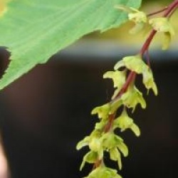 Acer tegmentosum 'White Tigress'