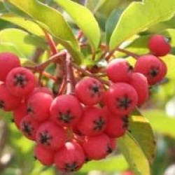 Photinia davidiana var. undulata 'Prostata'