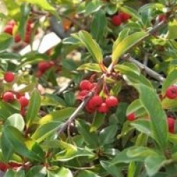 Photinia davidiana var. undulata 'Prostata'