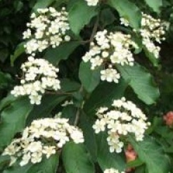 Photinia villosa