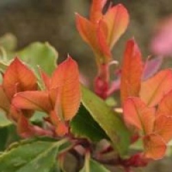Photinia villosa