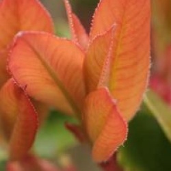 Photinia villosa