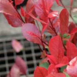 Photinia x fraseri 'Little Robin' - Photinia nain